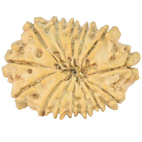 14 Mukhi Rudraksha 24mm 2.18gm - Rudraksha back