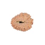 16 Mukhi Rudraksha 22.5mm 2.62gm - Rudraksha back