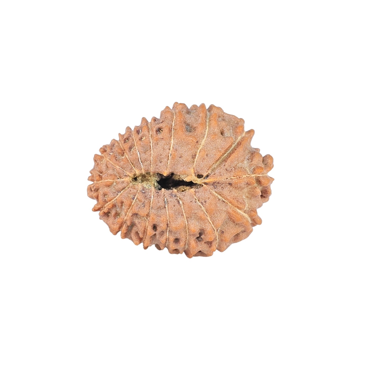 16 Mukhi Rudraksha 22.5mm 2.62gm - Rudraksha back