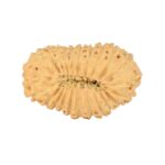 23 Mukhi Rudraksha 23.9mm 1.7gm - Rudraksha back