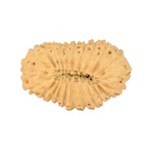 rudraksha_back_image-f_4__.jpg 23 Mukhi Rudraksha 23.9mm 1.7gm - Rudraksha back