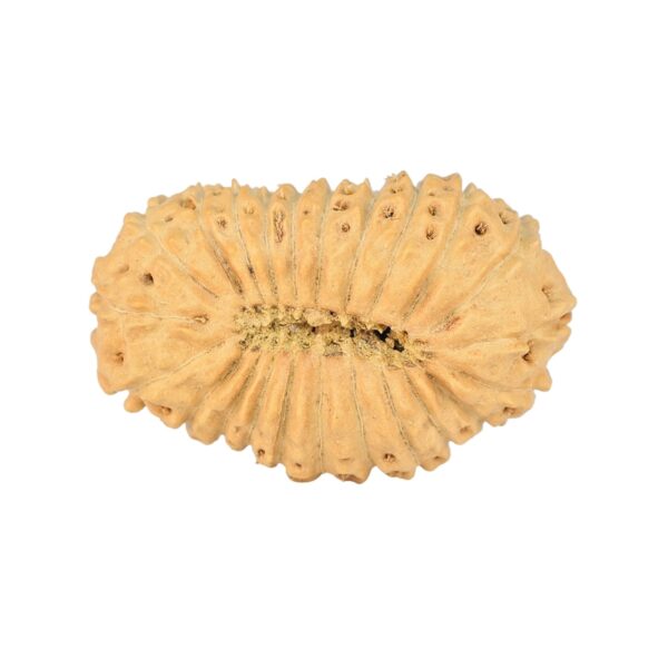 23 Mukhi Rudraksha 23.9mm 1.7gm - Rudraksha back