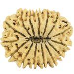 15 Mukhi Rudraksha 34.6mm 5.42gm - Rudraksha back