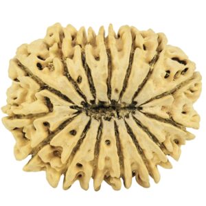 15 Mukhi Rudraksha 34.6mm 5.42gm - Rudraksha back
