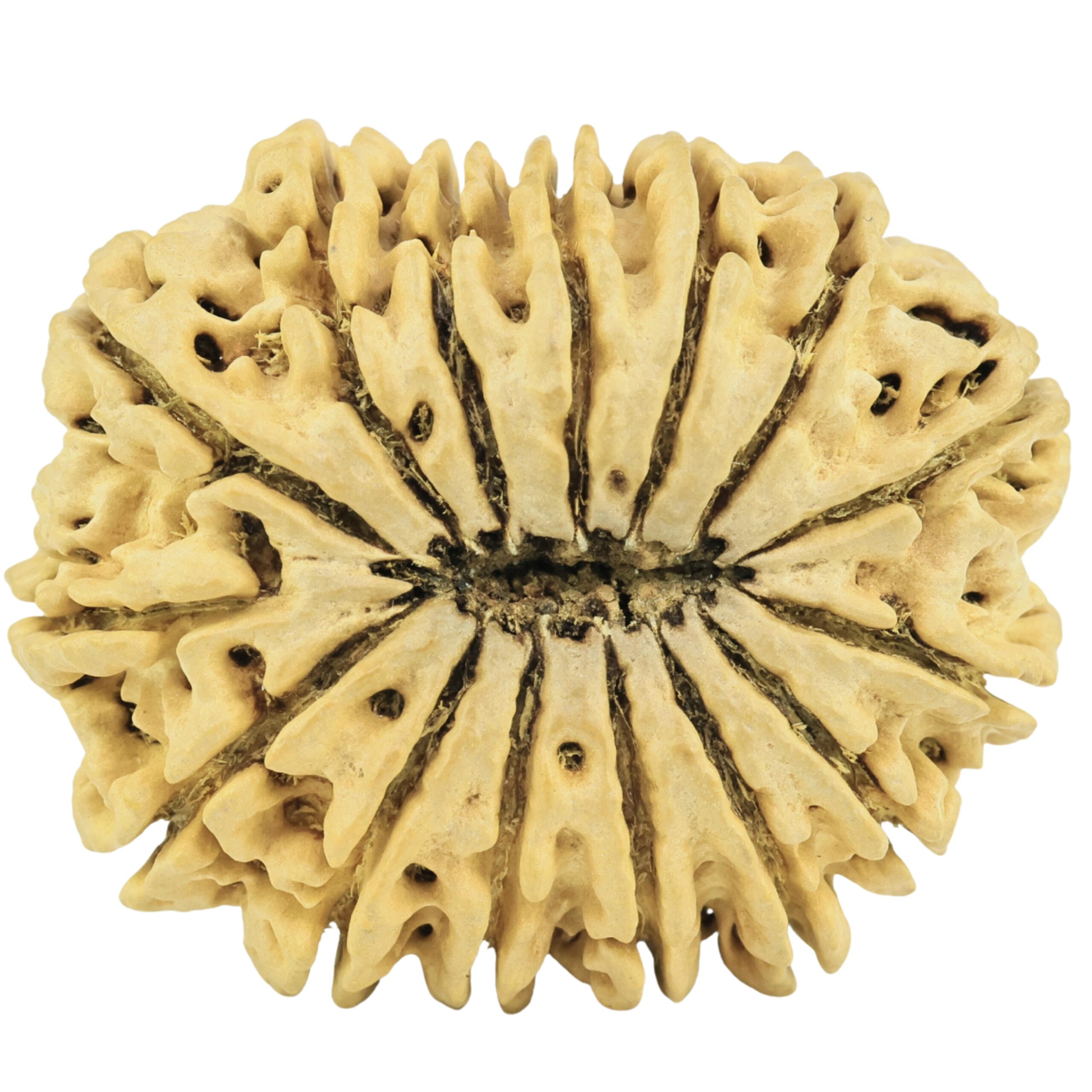 15 Mukhi Rudraksha 34.6mm 5.42gm - Rudraksha back
