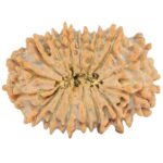 16 Mukhi Rudraksha 27.5mm 3.73gm - Rudraksha back