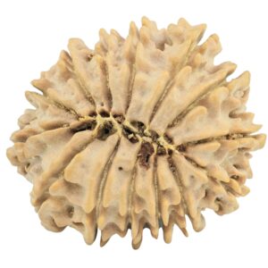 14 Mukhi Rudraksha 30.4mm 5gm - Rudraksha back