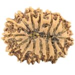 16 Mukhi Rudraksha 32.7mm 5.4gm - Rudraksha back