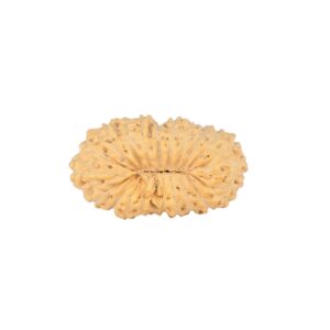 21 Mukhi Rudraksha 18.1mm 0.9gm - Rudraksha back