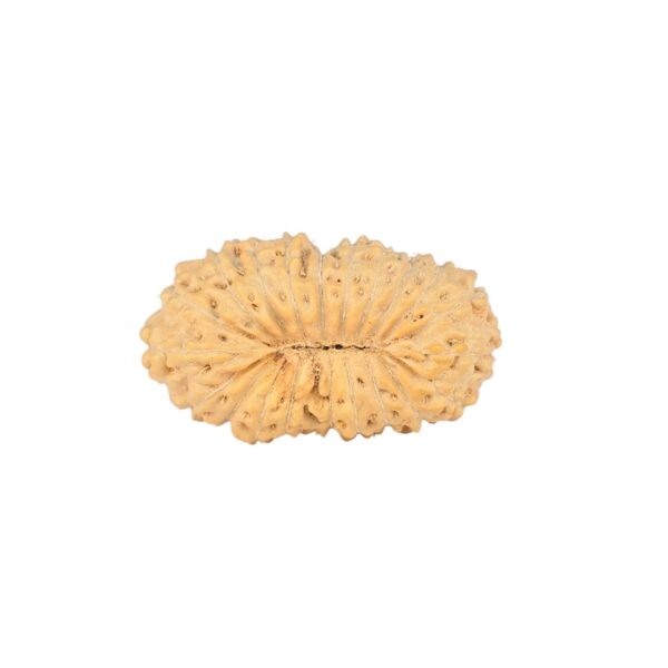21 Mukhi Rudraksha 18.1mm 0.9gm - Rudraksha back
