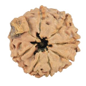 8 Mukhi Ganesh 20.1mm 2.52gm - Rudraksha back