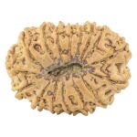 16 Mukhi Rudraksha 34.2mm 7.94gm - Rudraksha back
