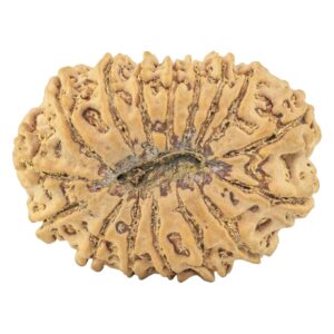 16 Mukhi Rudraksha 34.2mm 7.94gm - Rudraksha back