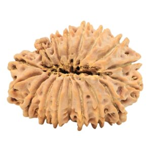 17 Mukhi Rudraksha 29.9mm 4gm - Origin: Nepal - Rudraksha back