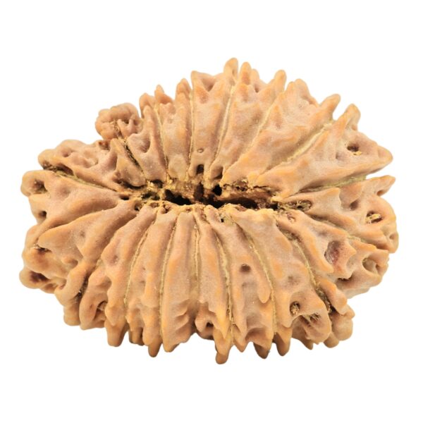 17 Mukhi Rudraksha 29.9mm 4gm - Origin: Nepal - Rudraksha back