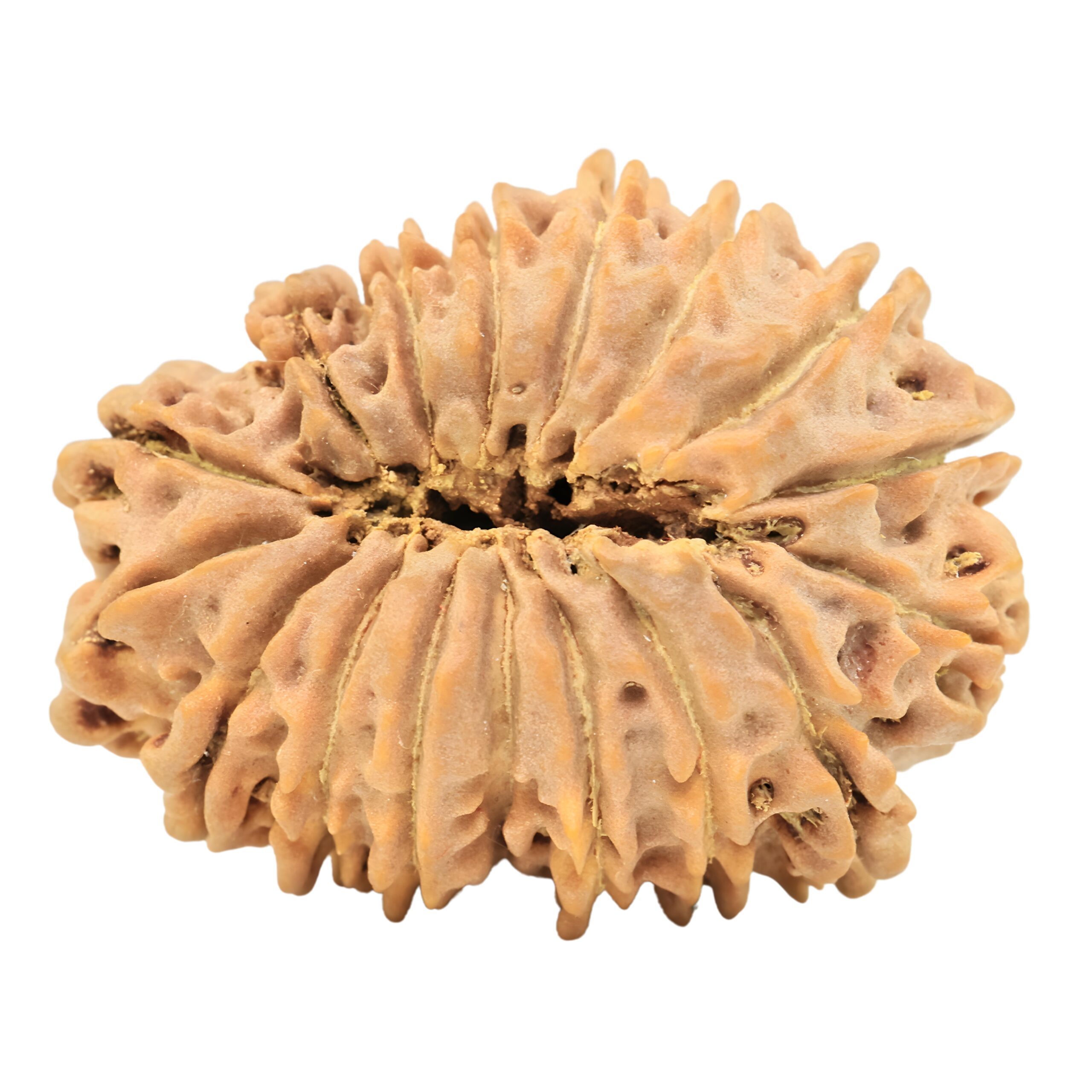 17 Mukhi Rudraksha 29.9mm 4gm - Origin: Nepal - Rudraksha back