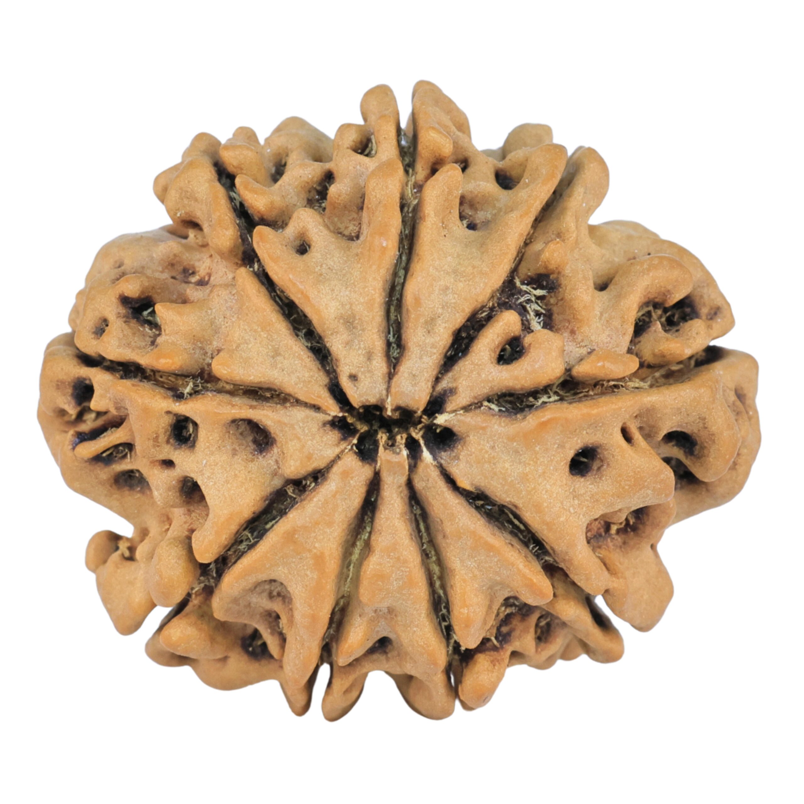 9 Mukhi Rudraksha 26.5mm 4.46gm - Rudraksha back