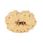 14 Mukhi Rudraksha 23.3mm 2gm - Rudraksha back