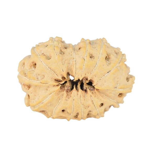 14 Mukhi Rudraksha 23.3mm 2gm - Rudraksha back