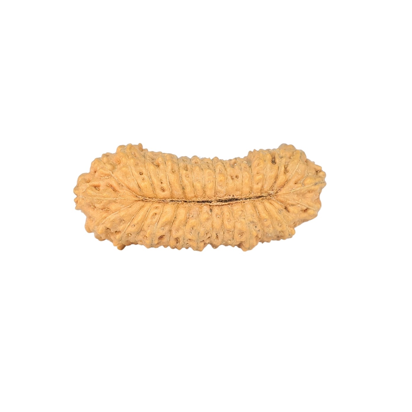31 Mukhi Rudraksha 24.8mm 1.49gm - Rudraksha back