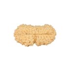 21 Mukhi Rudraksha 24mm 1.22gm - Rudraksha back