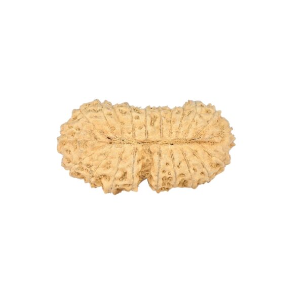 21 Mukhi Rudraksha 24mm 1.22gm - Rudraksha back