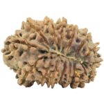 16 Mukhi Rudraksha 27.8mm 3.66gm - Rudraksha back