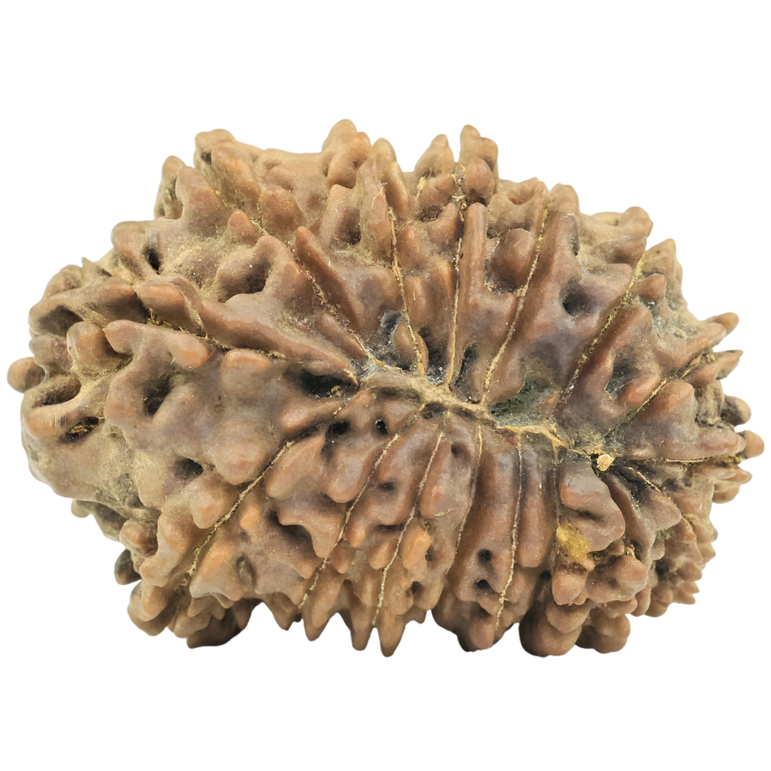 16 Mukhi Rudraksha 27.8mm 3.66gm - Rudraksha back