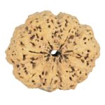 8 Mukhi Rudraksha 35.7mm 7.74gm - Rudraksha back