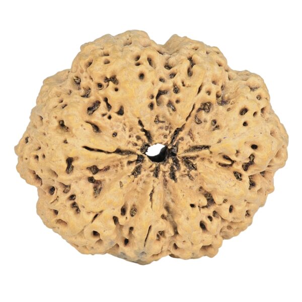 8 Mukhi Rudraksha 35.7mm 7.74gm - Rudraksha back
