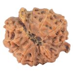 12 Mukhi Triple Ganesh 18.4mm 1.73gm - Rudraksha back