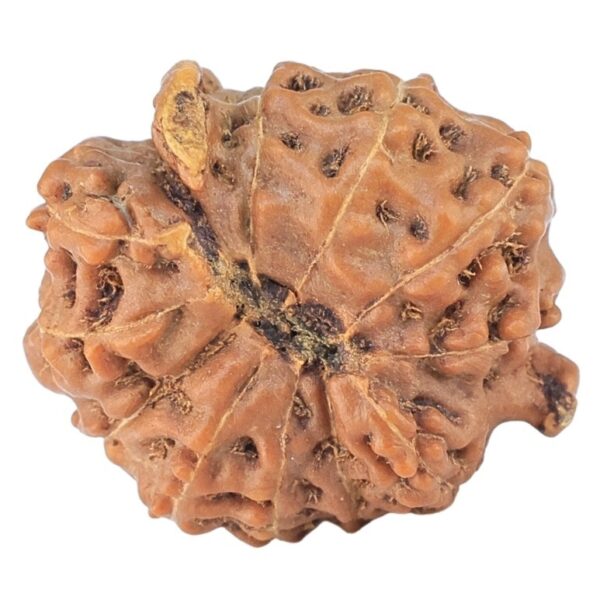 12 Mukhi Triple Ganesh 18.4mm 1.73gm - Rudraksha back