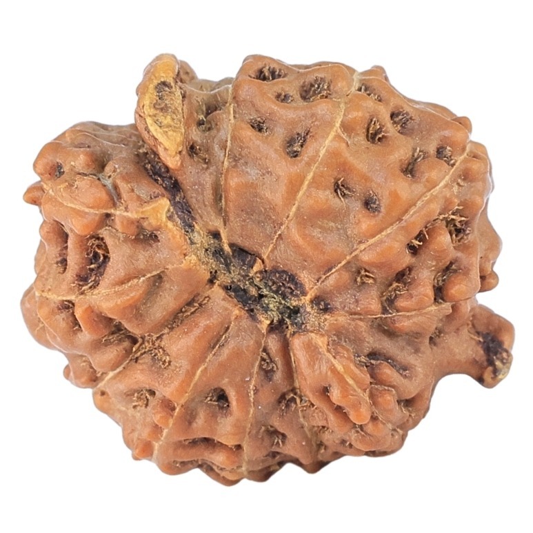 12 Mukhi Triple Ganesh 18.4mm 1.73gm - Rudraksha back