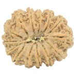 14 Mukhi Rudraksha 28.7mm 4.9gm - Rudraksha back