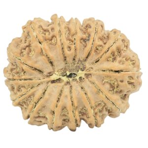 14 Mukhi Rudraksha 28.7mm 4.9gm - Rudraksha back