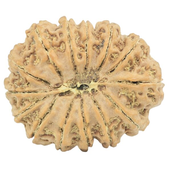 14 Mukhi Rudraksha 28.7mm 4.9gm - Rudraksha back