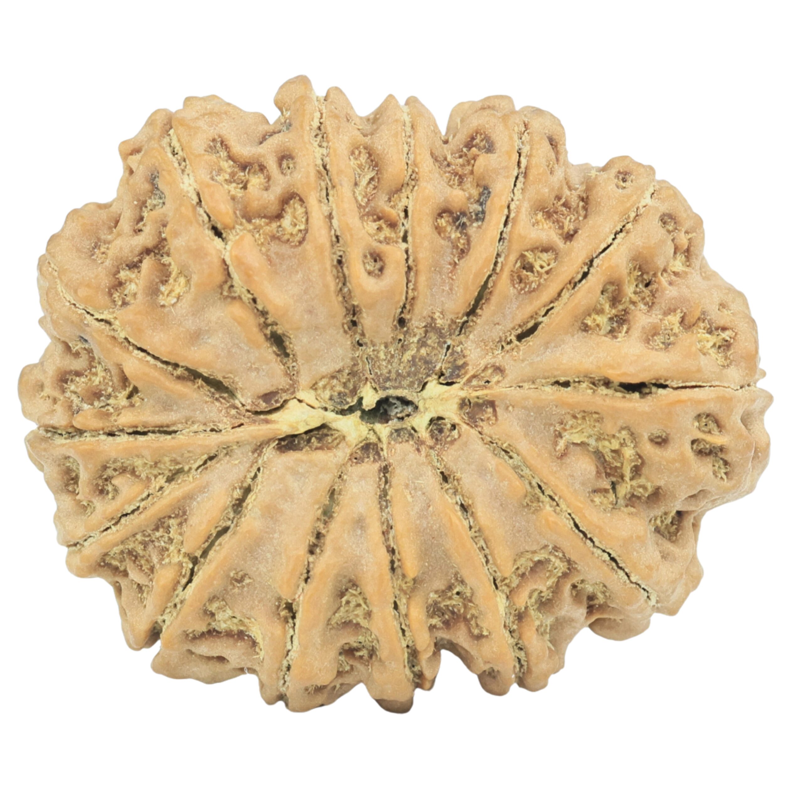 14 Mukhi Rudraksha 28.7mm 4.9gm - Rudraksha back