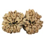14 Mk Gaurishankar 33.2mm 5.56gm - Rudraksha back