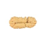 26 Mukhi Rudraksha 26.3mm 1.85gm - Rudraksha back