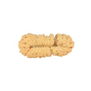 26 Mukhi Rudraksha 26.3mm 1.85gm - Rudraksha back