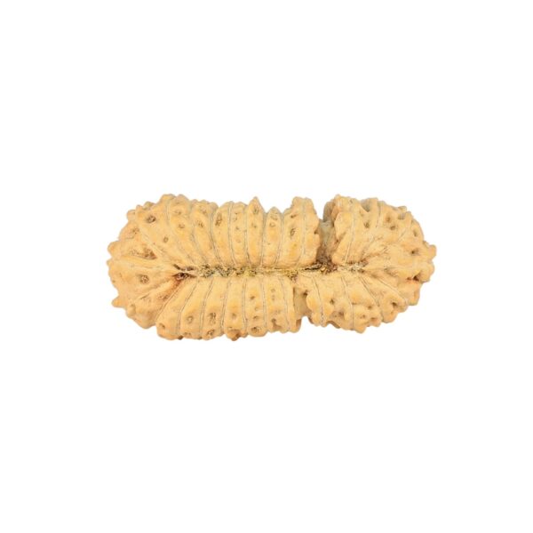 26 Mukhi Rudraksha 26.3mm 1.85gm - Rudraksha back