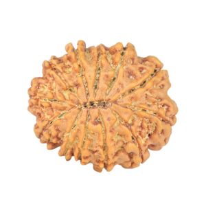 12 Mukhi Rudraksha 23.8mm 3.51gm - Rudraksha back