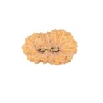 16 Mukhi Rudraksha 22.6mm 1.71gm - Rudraksha back