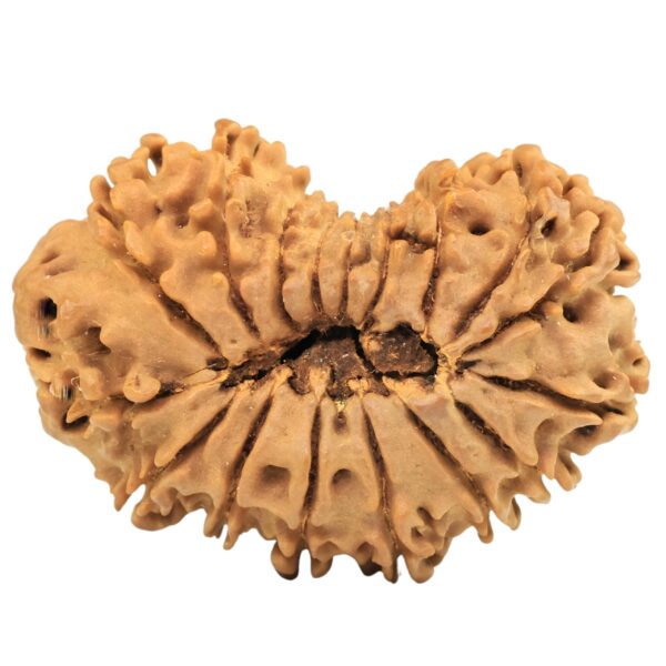 17 Mukhi Rudraksha 29.9mm 4gm - Origin: Nepal - Rudraksha back