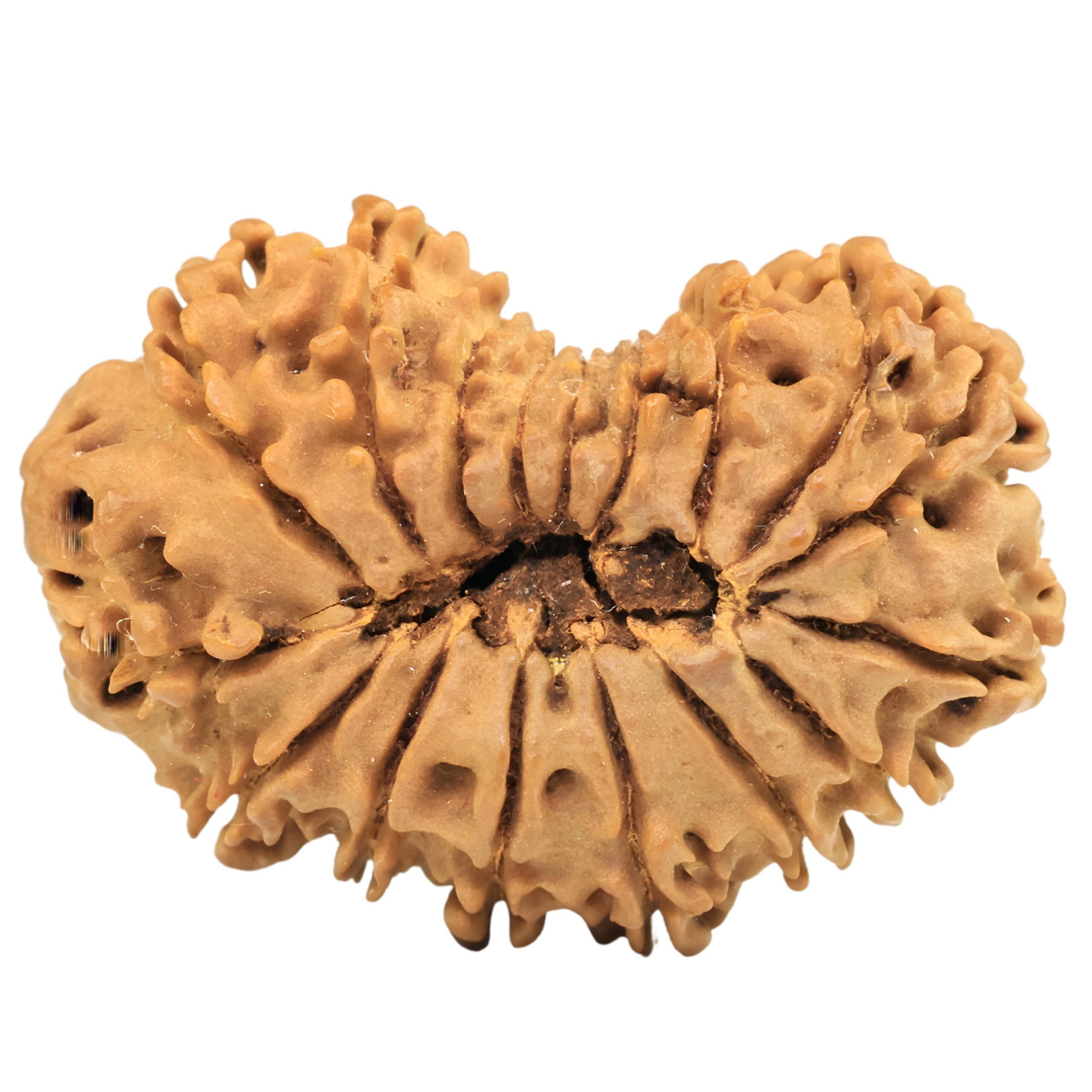 17 Mukhi Rudraksha 29.9mm 4gm - Origin: Nepal - Rudraksha back