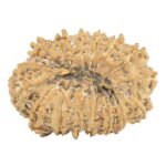 16 Mukhi Rudraksha 29.4mm 4.84gm - Rudraksha back