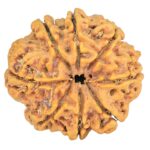 8 Mukhi Rudraksha 28.8mm 5.82gm - Rudraksha back