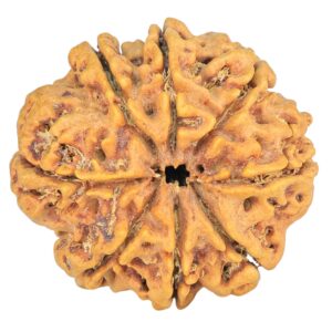 8 Mukhi Rudraksha 28.8mm 5.82gm - Rudraksha back