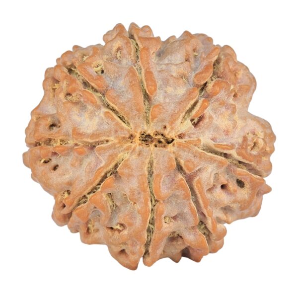 8 Mukhi Rudraksha 24.5mm 4.78gm - Rudraksha back