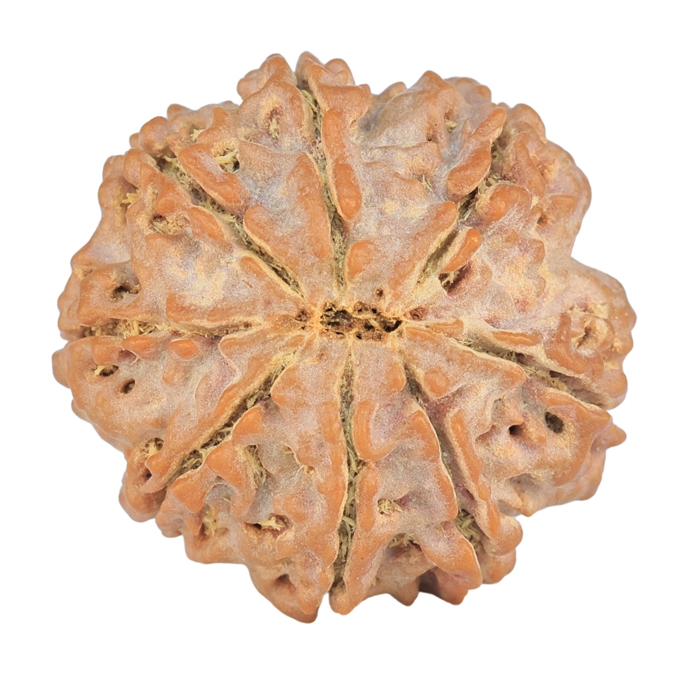 8 Mukhi Rudraksha 24.5mm 4.78gm - Rudraksha back